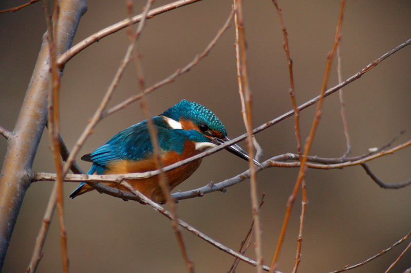 Blauet. Alcedo atthi