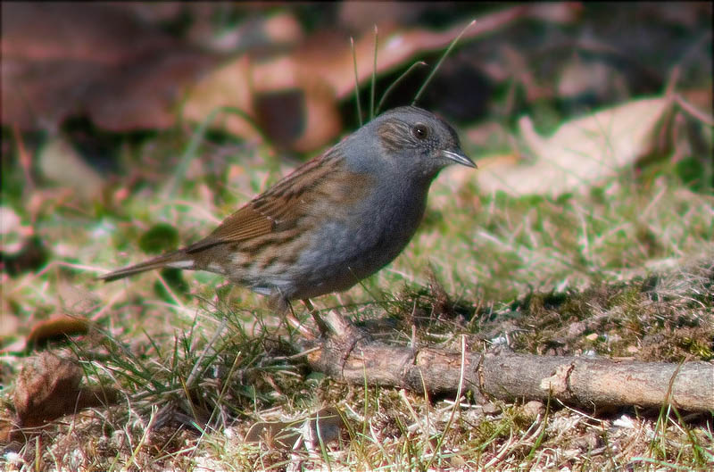 Pardal de bardissa (Prunella modularis)