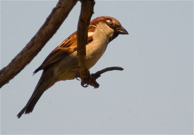 Mascle de Pardal comú (Passer domesticus)