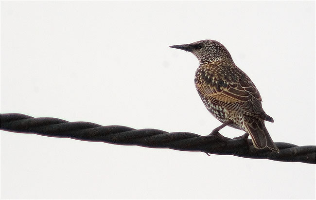 Estornell (Sturnus vulgaris)