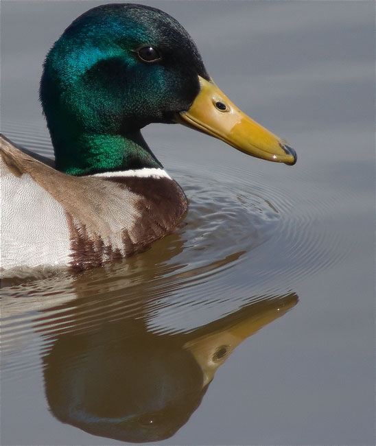 Ànec collverd (Anas platyrhynchos)