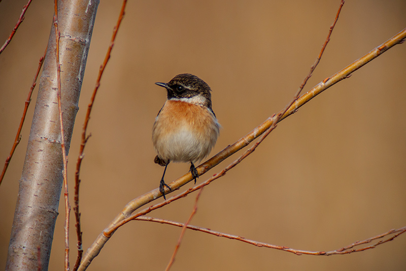 Bitxac comú (Saxicola torquatus).