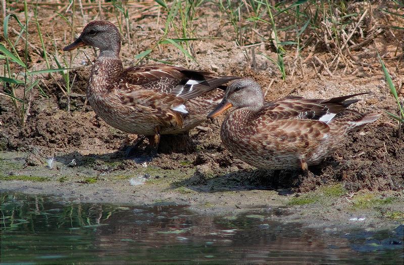 Ànec collverd (Anas platyrhynchos)