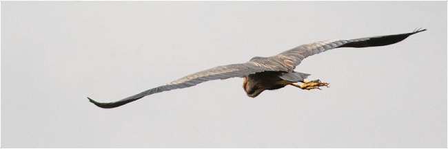 Sortida de DigitalNatura als Aiguamolls de l'Empordà