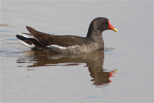 Polla d'aigua (Gallinuga chloropus)