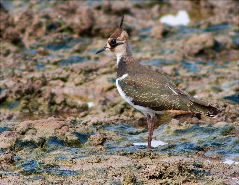 Fredeluga (Vanellus vanellus)