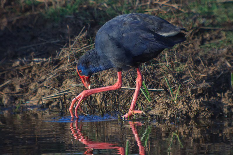 Polla blava (Porphyrio porphyrio)