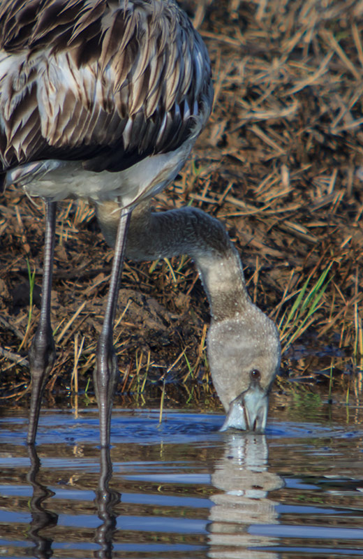 Flamenc. Phoenicopterus ruber