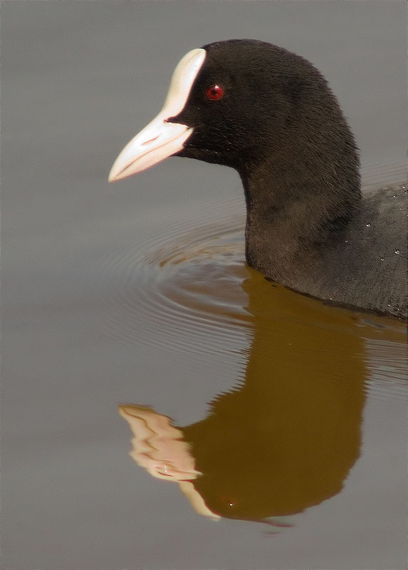 Fotja (Fulica atra)