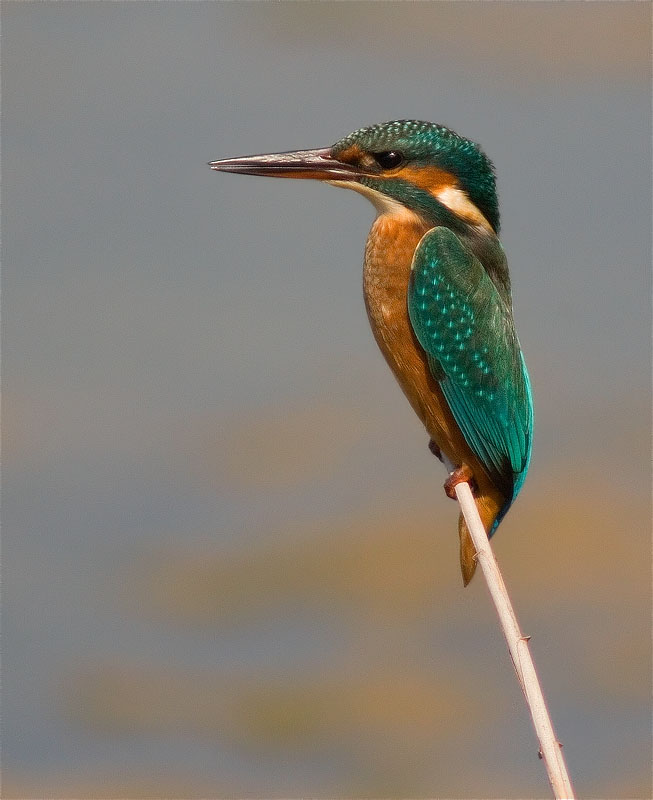 Blauet (Alcedo atthis)