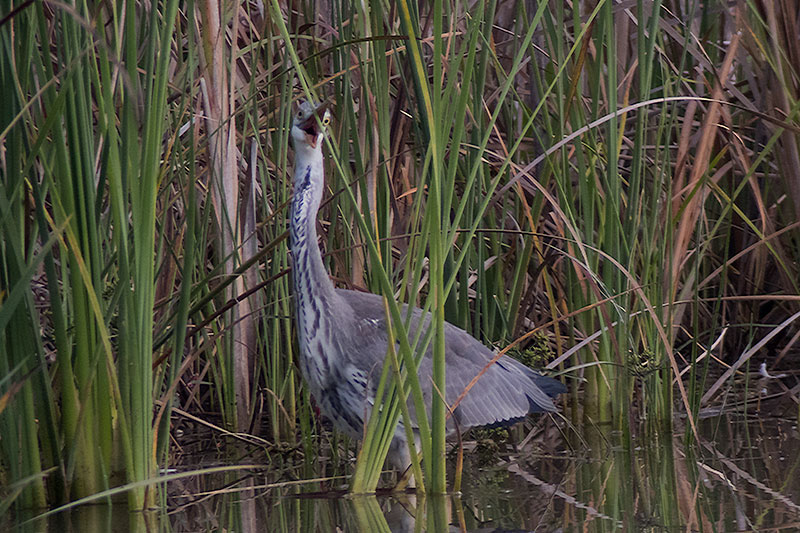 Bernat pescaire (Ardea cinerea)