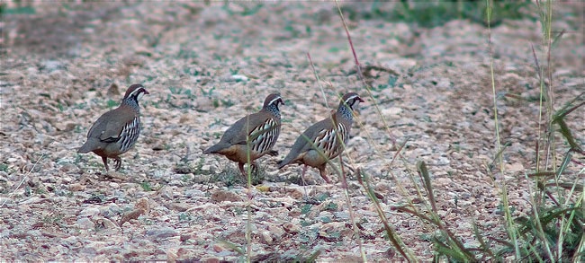 Perdiu roja (Alectoris rufa)