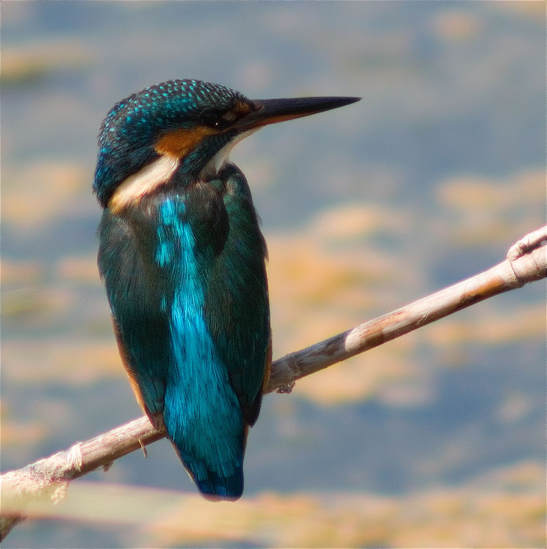 Blauet (Alcedo atthis)