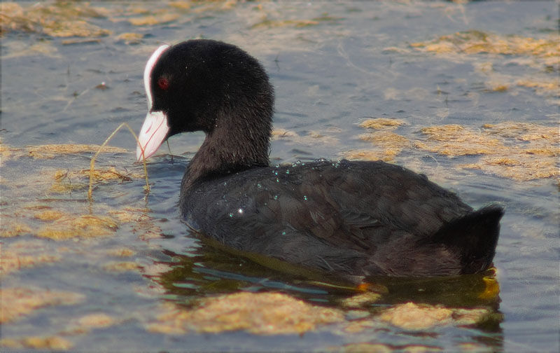 Fotja (Fulica atra)