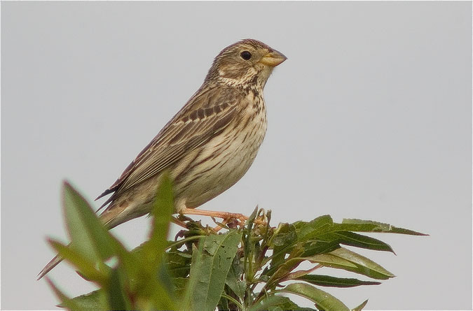 Cruixidell (Emberiza calandra)