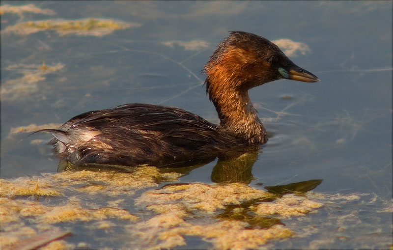 Cabusset (Tachybaptus ruficollis)