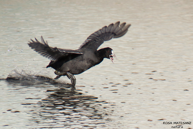 Cursa de fotges!! (Fulica atra)