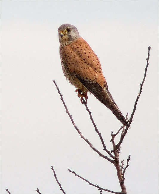 Mascle de Xoriguer comú (Falco tinnunculus)