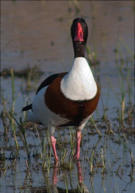 Mascle d'Ànec blanc (Tadorna tadorna) 1/2