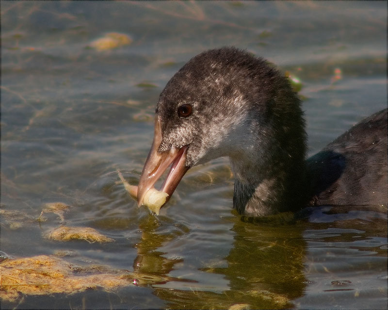 Jove de Fotja (Fulica atra)