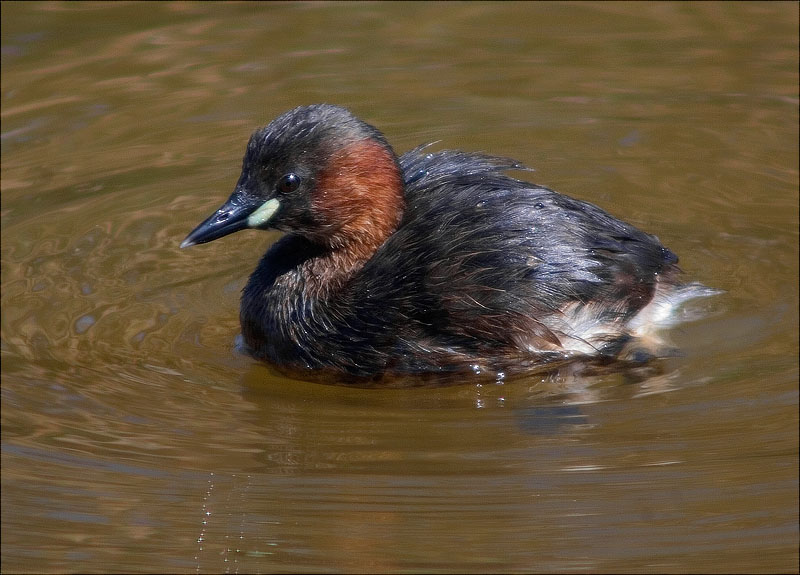 Cabusset (Tachybaptus ruficollis)