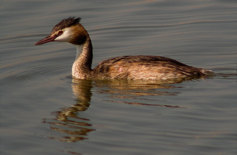 Cabussó emplomallat (Podiceps cristatus)