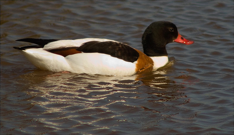 Femella d'Ànec blanc (Tadorna tadorna)