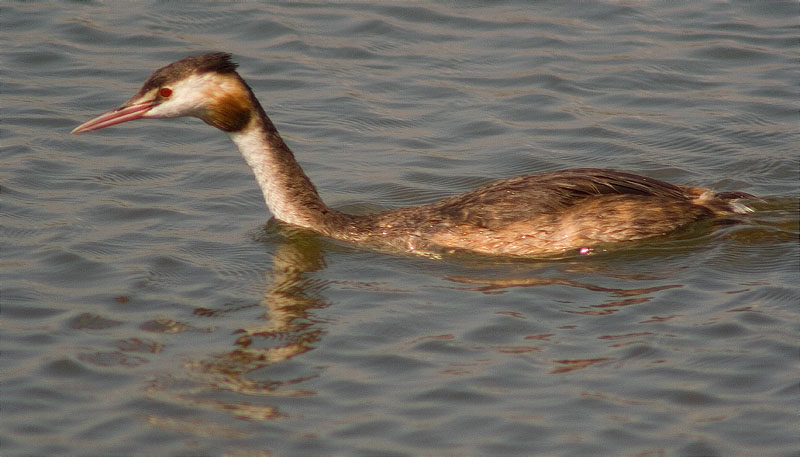 Cabussó emplomallat (Podiceps cristatus)