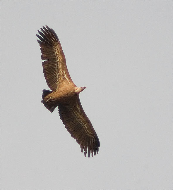 Voltor comú (Gyps fulvus)