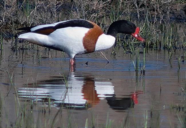 Mascle d'Ànec blanc (Tadorna tadorna) 2/2