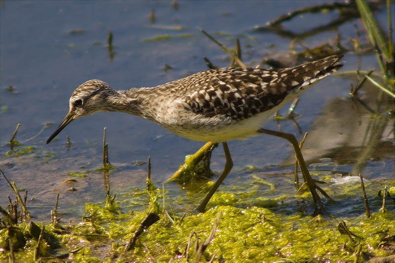 Valona (Tringa glareola)