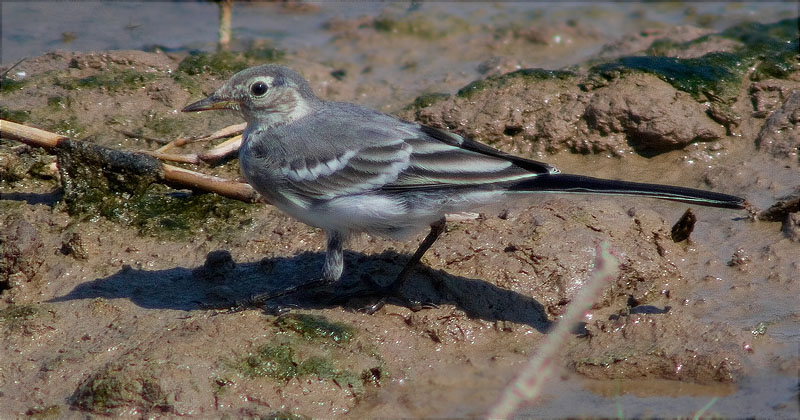 Jove de Cuereta blanca vulgar (Motacilla alba)