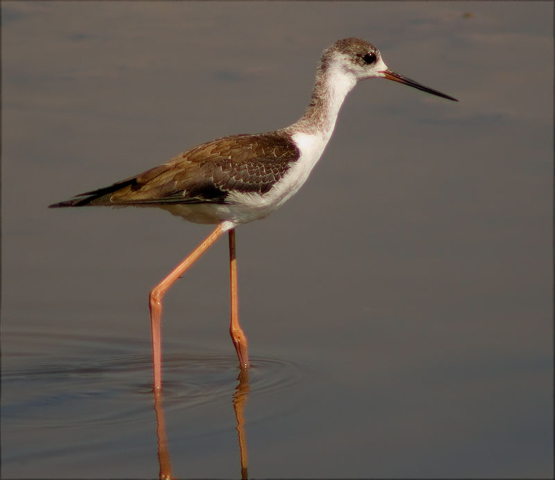 Jove de Cames llargues (Himantopus himantopus)