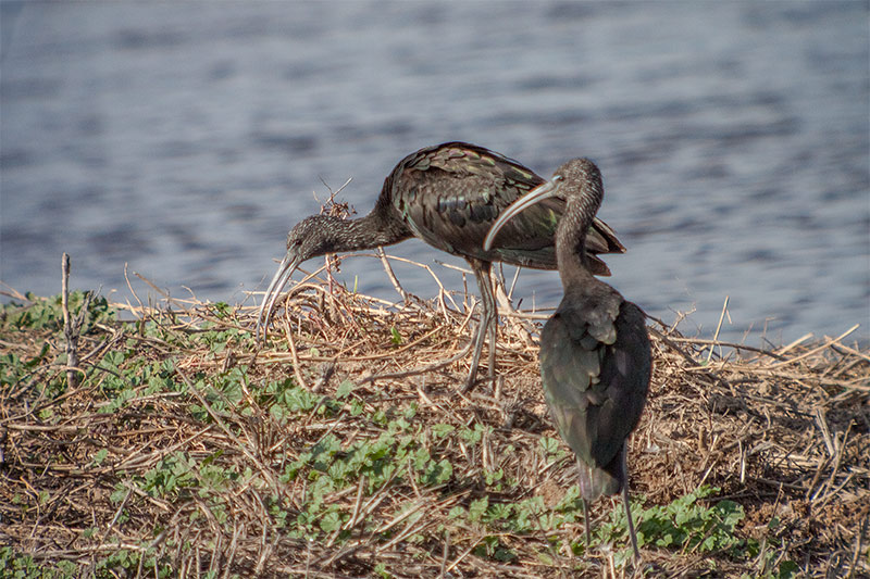 Capó reial (Plaegadis falcinellus)