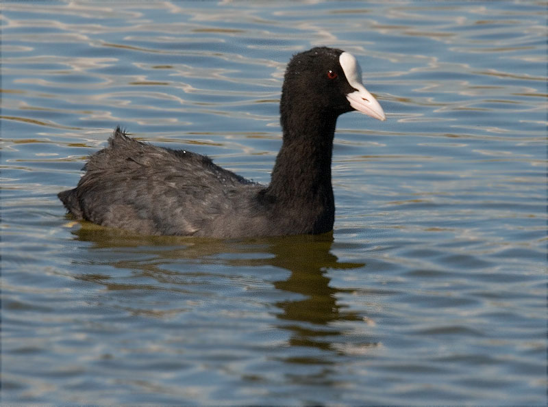 Fotja (Fulica atra)