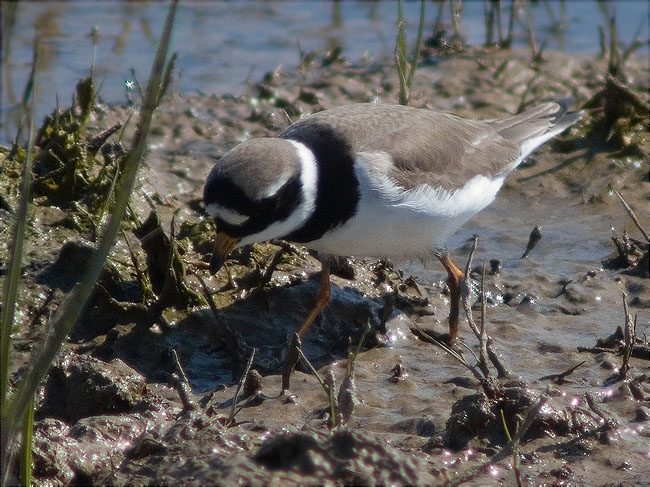 Corriol gros (Charadrius hiaticula)