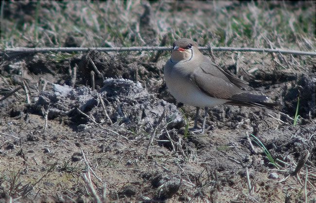 Perdiu de mar (Glareola pranticola)