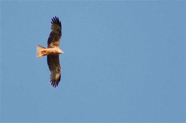 Milà negre (Milvus migrans)