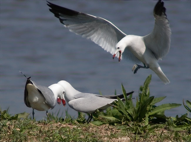 Disputes entre gavines corses (Larus audouinii)