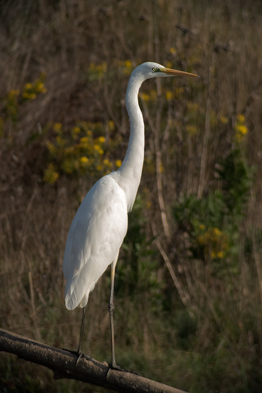 Agró blanc (Ardea alba)