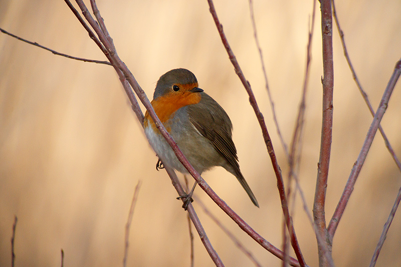 Pit roig (Erithacus rubecola)