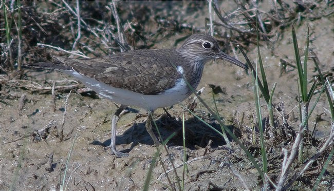 Xivitona (Actitis hypoleucos)