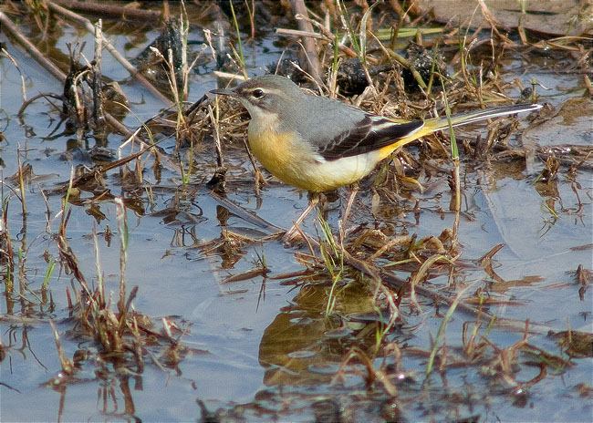 Cuereta torrentera (Motacilla cinerea)