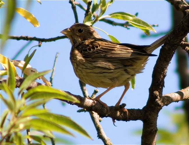 Cruixidell (Emberiza calandra)