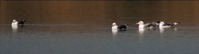 Gavià fosc (Larus fuscus)