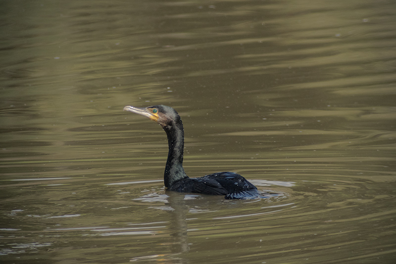 Corb marí (Phalacrocorax carbo)