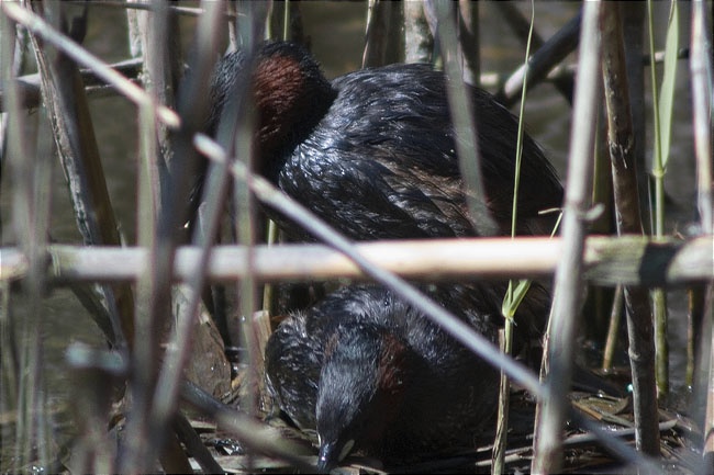 Niu de Cabusset (Tachybaptus ruficollis) 1/3