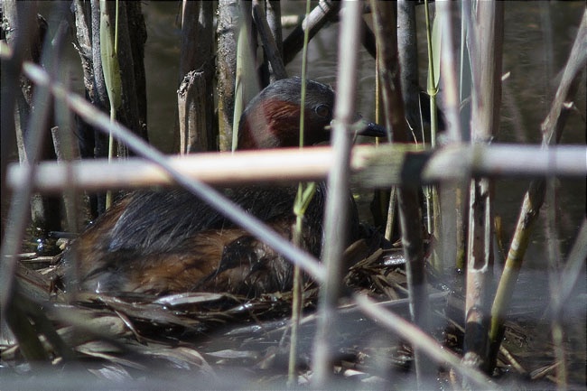 Niu de Cabusset (Tachybaptus ruficollis) 2/3