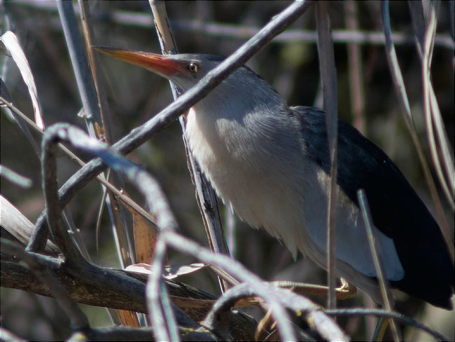 Mascle de Martinet menut (Ixobrychus minutus) en el moment del relleu