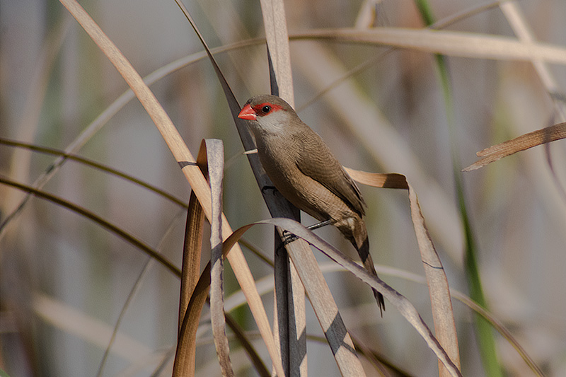 Bec de corall senegalès ( Estrilda astrild )